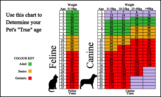 Intown Animal HospitalINC - Surveillance Screening