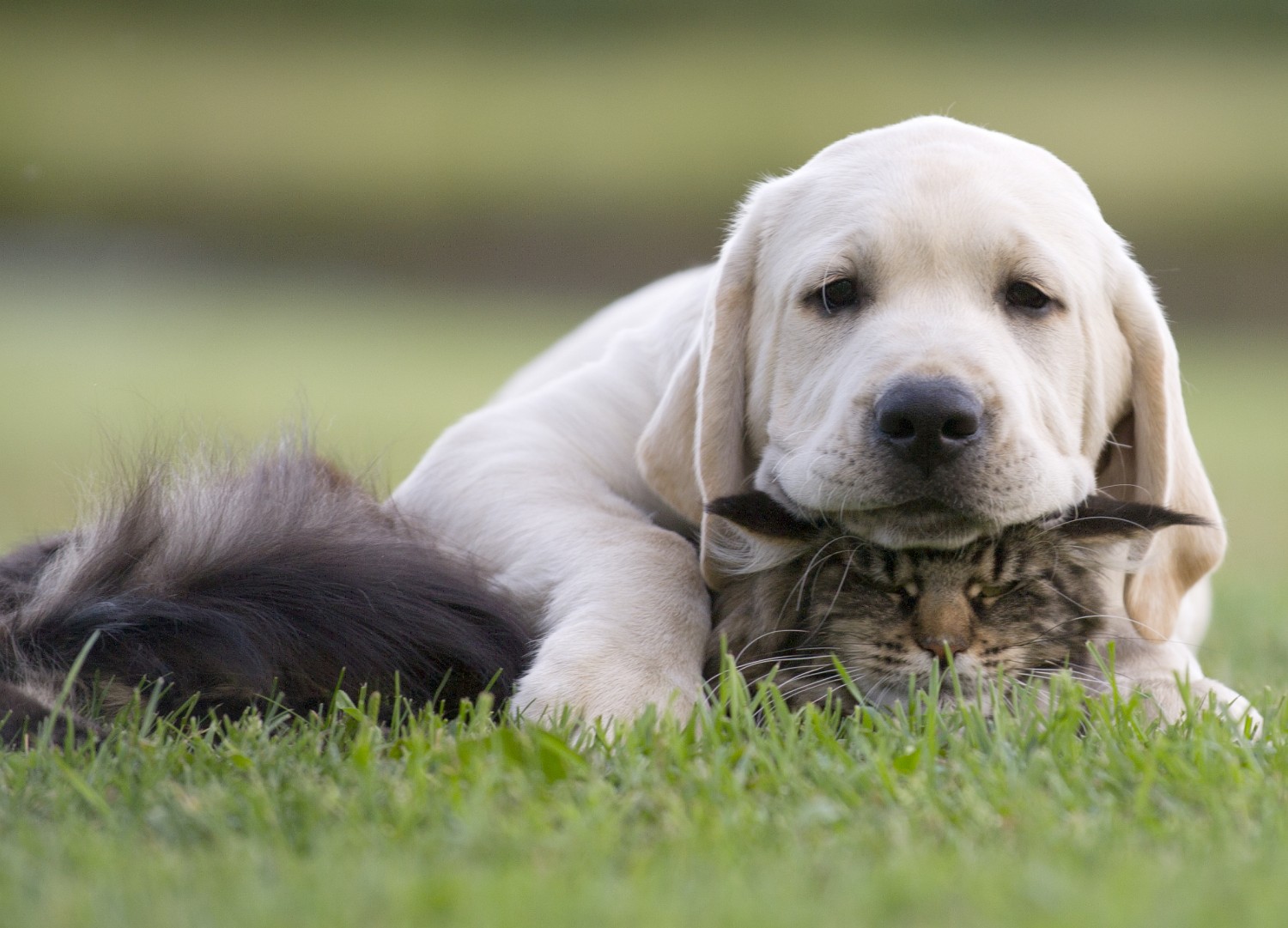 Dog and Cat in Grass